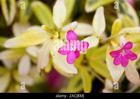 Aurelia Blumen mit Blättern Stockfoto