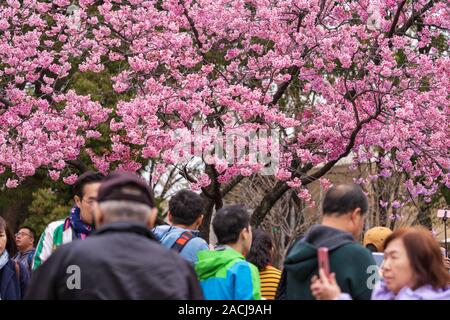 TOKYO, Japan - 29. MÄRZ 2019: Cherry Blossom Festival in Ueno Park. Ueno Park ist einer der besten Ort, um es zu genießen Stockfoto