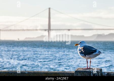 Eine Möwe sitzen auf einem Pier in der Nähe von Sunset mit Golden Gate Bridge im Hintergrund, San Francisco, Kalifornien, USA. Stockfoto