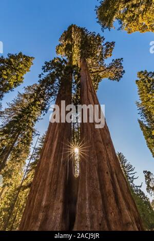 Awe-inspiring Zwillingsschwestern, ein Paar riesige Mammutbaum, sequoiadendron giganteum, gemeinsam Bäume in der Grant Grove im Kings Canyon National Park, Cali gewachsen Stockfoto