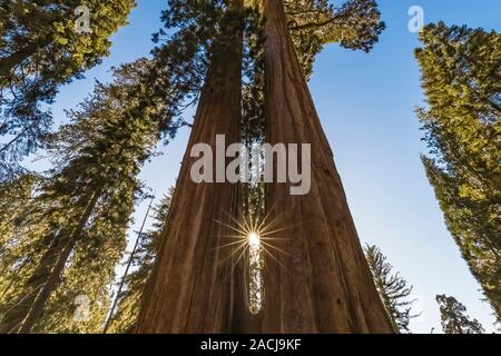 Awe-inspiring Zwillingsschwestern, ein Paar riesige Mammutbaum, sequoiadendron giganteum, gemeinsam Bäume in der Grant Grove im Kings Canyon National Park, Cali gewachsen Stockfoto