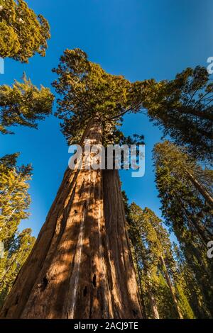 Awe-inspiring Zwillingsschwestern, ein Paar riesige Mammutbaum, sequoiadendron giganteum, gemeinsam Bäume in der Grant Grove im Kings Canyon National Park, Cali gewachsen Stockfoto