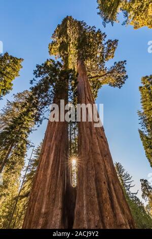 Awe-inspiring Zwillingsschwestern, ein Paar riesige Mammutbaum, sequoiadendron giganteum, gemeinsam Bäume in der Grant Grove im Kings Canyon National Park, Cali gewachsen Stockfoto