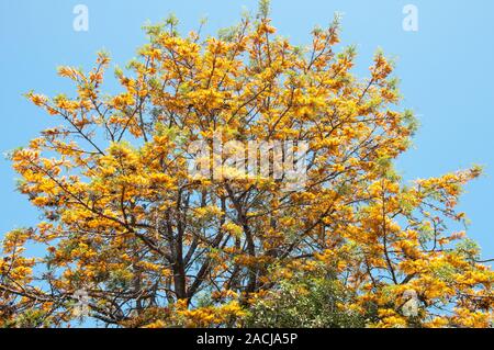 Grevillea robusta, silky Oak, Anzeigen Sommer Laub, Melbourne, Australien Stockfoto