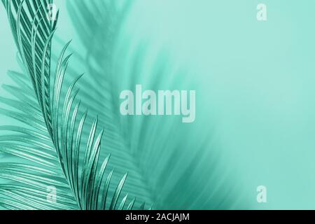 Geschwungene palm leaf und seinem Schatten. Monochrome natürlichen Hintergrund in der MINT-grünen Farben. Stockfoto