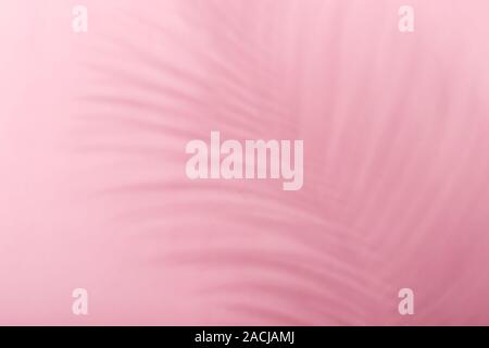 Tropischen blatt Schatten auf trendige monochrome rosa Hintergrund. Stockfoto