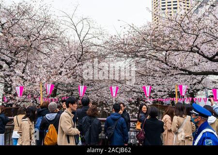 TOKYO, Japan - 29. MÄRZ 2019: Cherry Blossom Festival in voller Blüte in Meguro River. Meguro Fluss ist einer der besten Ort, um es zu genießen Stockfoto