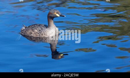 Ein Australasian Grebe, Tachybaptus Novaehollandiae, Baden im Teich in Western Australia. Stockfoto