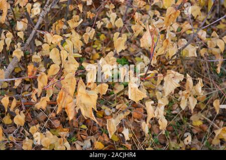 Golden, Gelb und trocken Pappel Blätter auf Ästen. Stockfoto