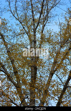 Herbst Yellow Poplar Blätter hängen die Zweige von einem großen Baum vor blauem Himmel. Stockfoto