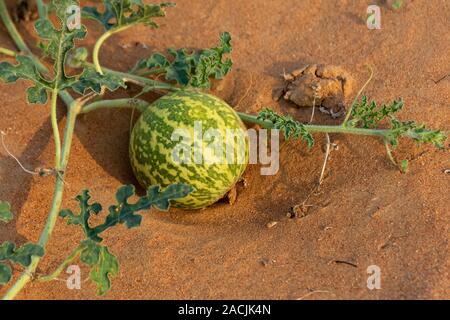 Wüste Squash (Citrullus colocynthis) (Handhal) im Sand in den Vereinigten Arabischen Emiraten (VAE). Stockfoto