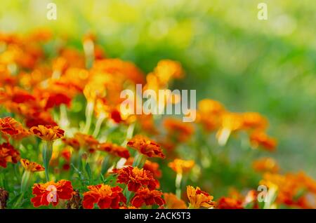 Tagetes erecta. Red ringelblumen Blumen auf einem grünen Hintergrund. Schöne floral background. Selektive konzentrieren. Close Up. Stockfoto