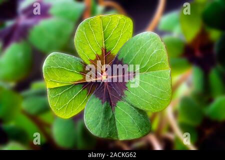 Detail Bild von Lucky Clover mit vier Blätter Stockfoto