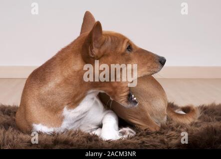 Basenji, afrikanischen Busch Hund oder Kongo Hund Stockfoto