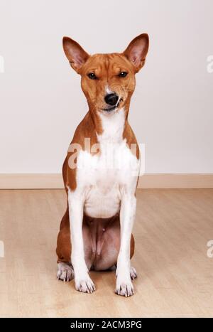 Basenji, afrikanischen Busch Hund oder Kongo Hund Stockfoto