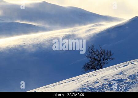 Winterlandschaft Dovrefjell Norwegen Stockfoto