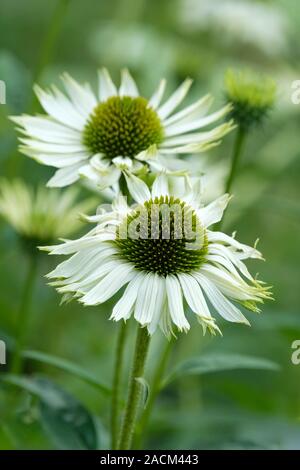 In der Nähe von Echinacea purpurea 'Jungfrau', Sonnenhut 'Jungfrau' Stockfoto