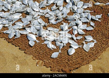 Getrocknete Fische, Fische sind auf Kokos Matten am Strand, Negombo, Sri Lanka, Südafrika Asien, Asien getrocknet Stockfoto