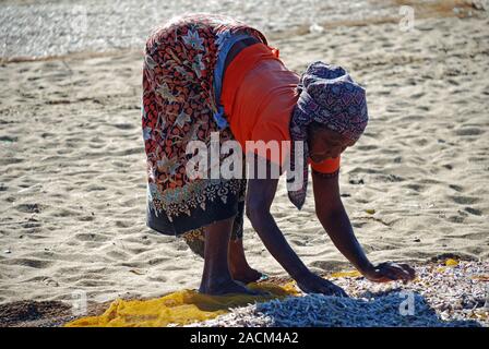 Singhalesin trocknet Fisch auf Kokos Matten am Strand, die Arbeit der Frauen, Negombo, Sri Lanka, Südafrika Asien, Asien Stockfoto