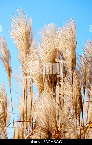 Fedrigen Samen - Köpfe der ornamental Gras Miscanthus sinensis 'Speicher' im Winter. Stockfoto