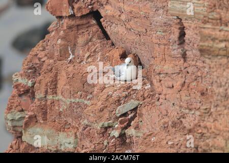 Northern eissturmvogel Helgoland Stockfoto