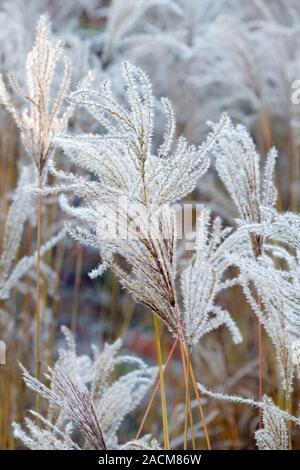 Fedrigen Samen - Köpfe der ornamental Gras Miscanthus sinensis 'Speicher' im Winter. Stockfoto