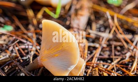 Close-up Tawny Trichter Pilze in einem Pinienwald Plantage in Tokai Forest Kapstadt Stockfoto