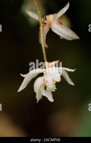 Nahaufnahme auf der schönen blühenden Staats Lose Coelogyne Coelogyne Orchidee - Flaccida auf schwarzem Hintergrund. Aus Nepal, Indien, Bhutan Stockfoto