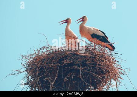 Ein paar der Störche im Nest gegen den blauen Himmel Stockfoto