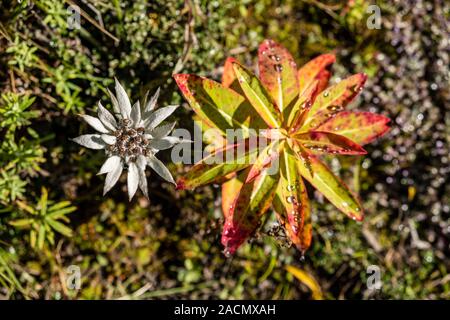 Bunte Blätter im Herbst von wallich Wolfsmilch, Himalayan Wolfsmilch (Euphobia wallichii) und ein kleines Edelweiss (Leontopodium nivale), wächst an der steilen slop Stockfoto