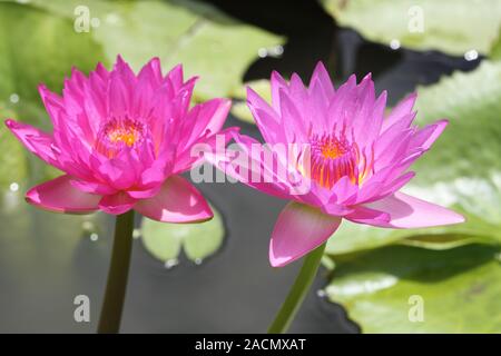 Lotus Stockfoto