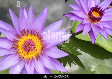 Lotus Stockfoto