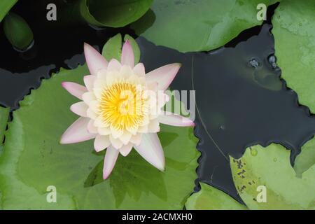 Lotus Stockfoto