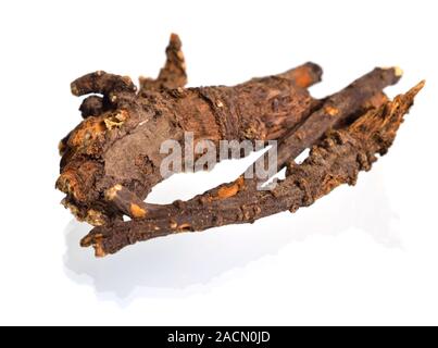 Ligusticum porteri, bekannt als OSHA. Getrocknete Wurzeln. Auf weissem Hintergrund Stockfoto
