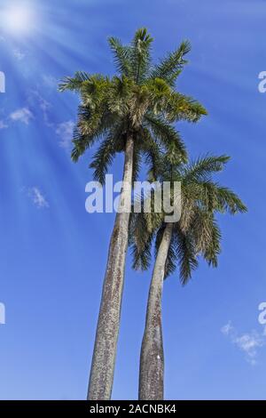 König Palmen auf der karibischen Insel Kuba Stockfoto