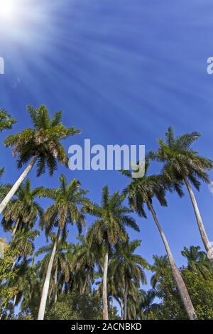 König Palmen auf der karibischen Insel Kuba Stockfoto