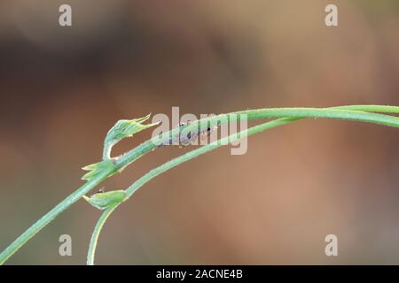 Bis Makroaufnahme mit Insekten Käfer schwarze Ameisen auf einem grünen Blatt schließen. Portrait Makro große Ameisen am Baum mit grünen Natur Hintergrund Stockfoto