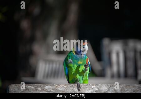 Australische Ringneck Parrot (Barnardius zonarius) gegen einen dunklen Hintergrund Stockfoto