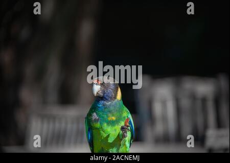 Australische Ringneck Parrot (Barnardius zonarius) gegen einen dunklen Hintergrund Stockfoto