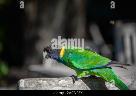 Australische Ringneck Parrot (Barnardius zonarius) gegen einen dunklen Hintergrund Stockfoto