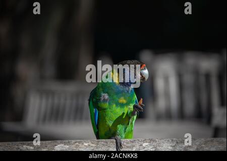 Australische Ringneck Parrot (Barnardius zonarius) gegen einen dunklen Hintergrund Stockfoto