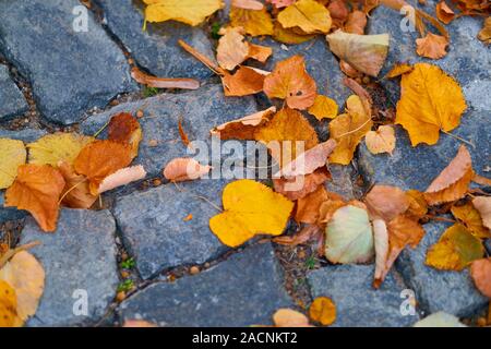 Gelbe Laub auf gepflasterten Gasse in einer Stadt, Herbst, niemand, Straße Stockfoto