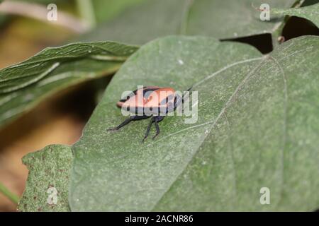 Feuer Bug (Insekt) sitzt auf einer Anlage. Schild Bugs in Nahaufnahme. Makroaufnahme der grünen Schild bug (stinken Fehler Stockfoto