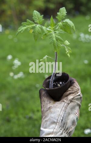 Einzelne junge tomatenpflanze Stockfoto