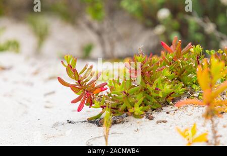 Küsten Sukkulenten Fynbos auf einem Strand an der Westküste von Kapstadt Südafrika Stockfoto