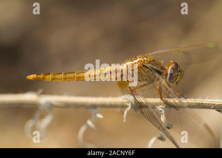 Scarlet darter (Crocothemis Erythraea) Dragonfly Stockfoto