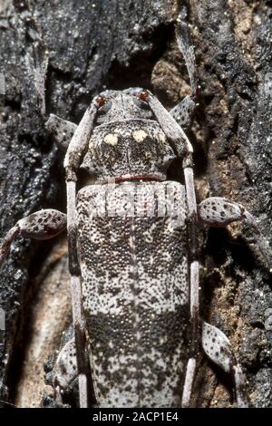 Kiefer Sawyer (Monochamus clamator) entdeckt Stockfoto