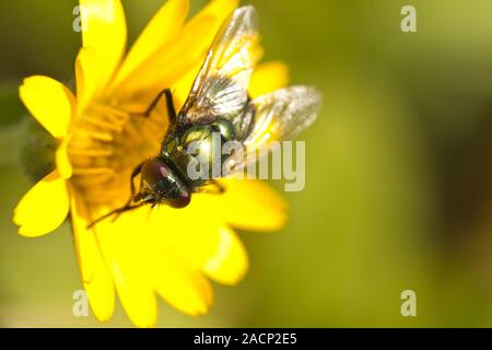 Grün metallic Flasche fliegen Stockfoto