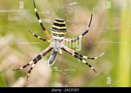 Orb-weben Spinne (Argiope Bruennichi) Stockfoto