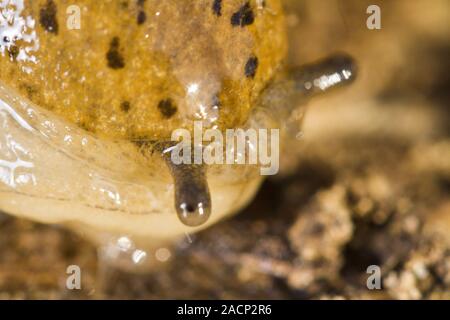 Parmacella valenciennii Slug Stockfoto